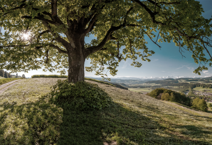 Emmental Landschaft mit Baum